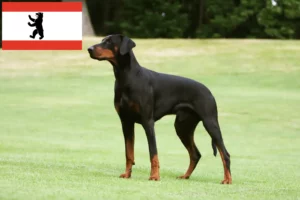 Lees meer over het artikel Dobermann fokkers en pups in Berlijn