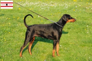 Lees meer over het artikel Dobermann fokkers en pups in Drenthe