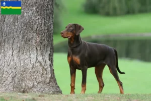 Lees meer over het artikel Dobermann fokkers en pups in Flevoland