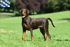 Lees meer over het artikel Dobermann fokkers en pups in Friesland