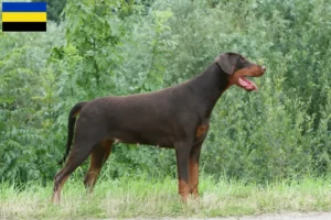 Lees meer over het artikel Dobermann fokkers en pups in Gelderland