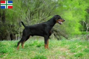 Lees meer over het artikel Dobermann fokkers en pups in Groningen