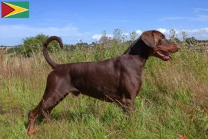 Lees meer over het artikel Dobermann fokkers en puppies in Guyana