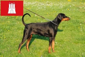 Lees meer over het artikel Dobermann fokkers en pups in Hamburg