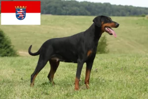 Lees meer over het artikel Dobermann fokkers en pups in Hessen