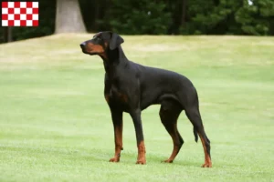 Lees meer over het artikel Dobermann fokkers en pups in Noord-Brabant