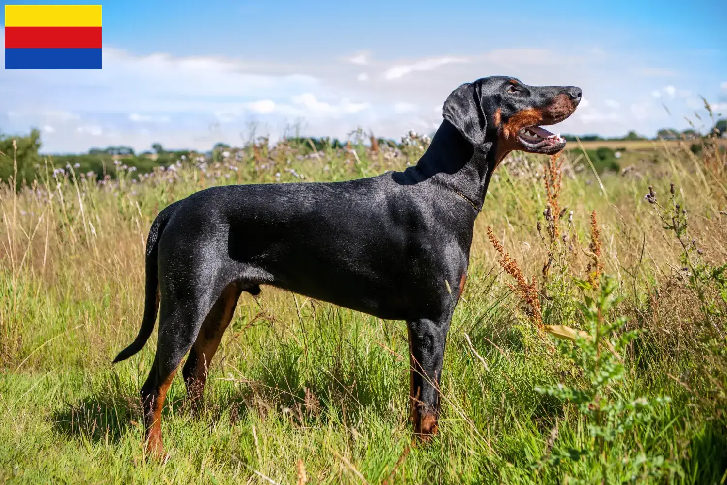 Lees meer over het artikel Dobermann fokkers en pups in Noord-Holland