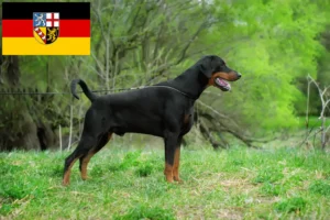 Lees meer over het artikel Dobermann fokkers en pups in Saarland