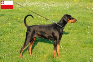 Lees meer over het artikel Dobermann fokkers en pups in Utrecht