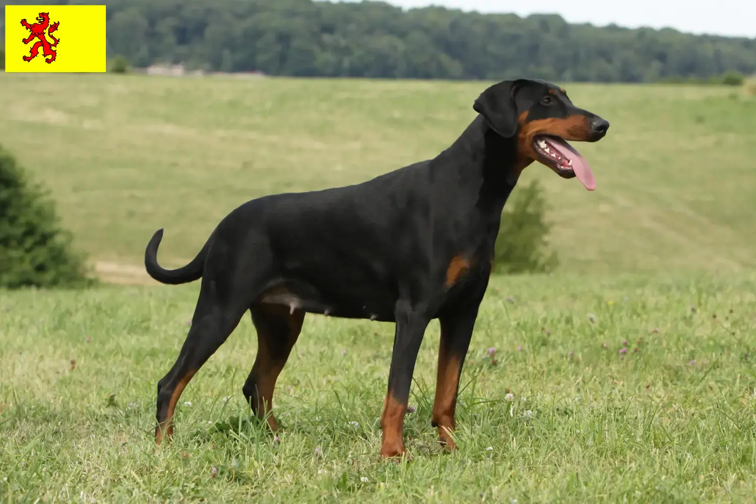 Lees meer over het artikel Dobermann fokkers en pups in Zuid-Holland