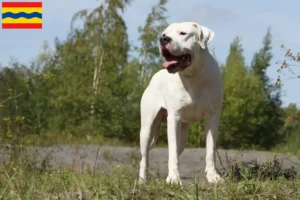 Lees meer over het artikel Dogo Argentino fokkers en pups in Overijssel