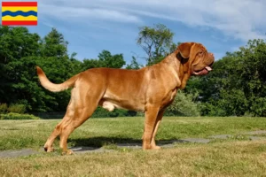 Lees meer over het artikel Dogue de Bordeaux fokkers en pups in Overijssel