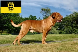 Lees meer over het artikel Dogue de Bordeaux fokkers en pups in Baden-Württemberg