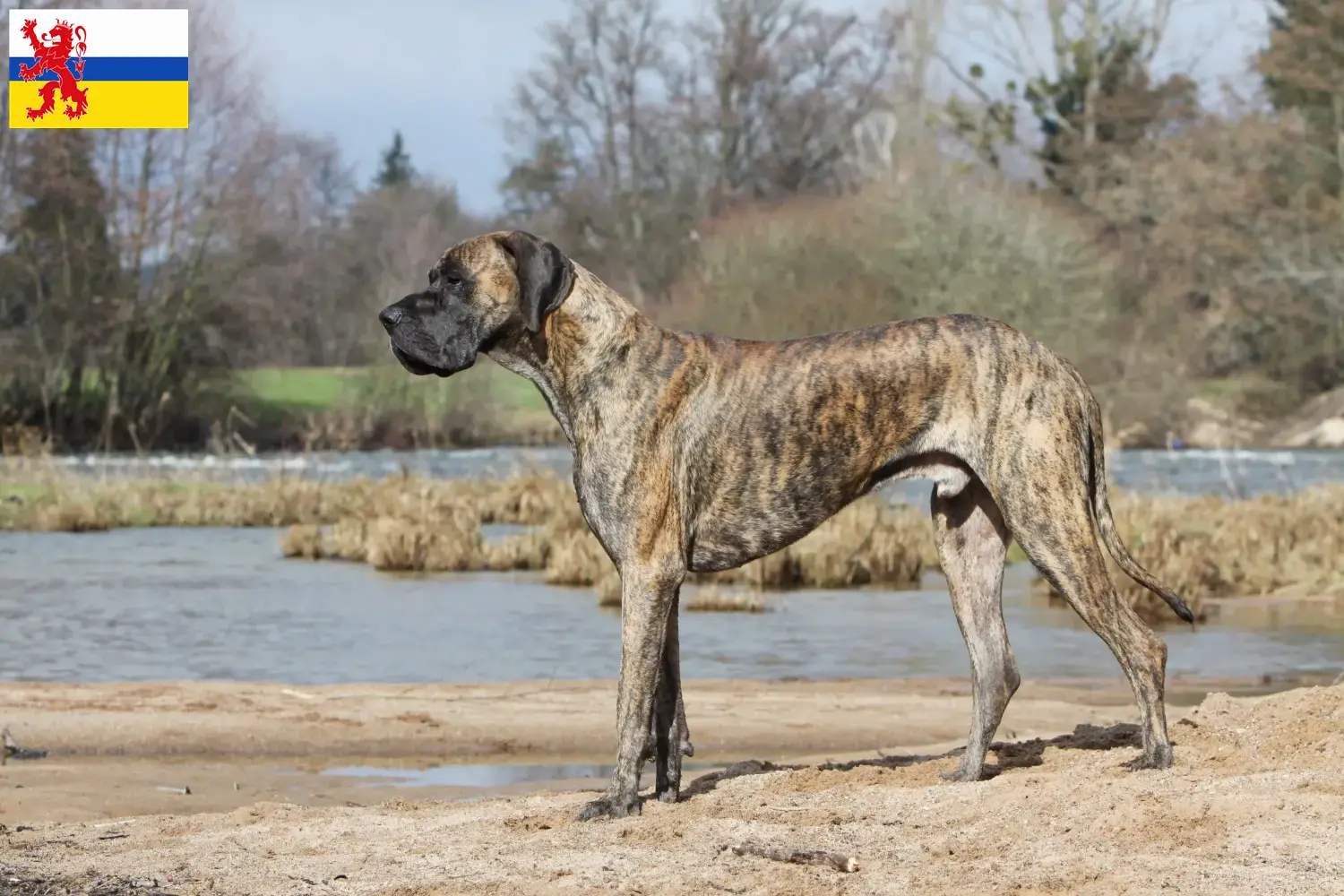 Lees meer over het artikel Duitse Dog fokker en pups in Limburg