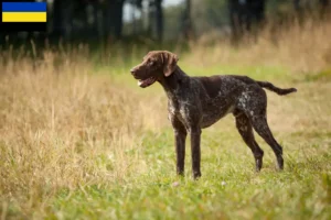 Lees meer over het artikel Duitse Korthaar fokkers en puppies in Gelderland