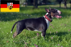 Lees meer over het artikel Dwergkees fokkers en puppies in Saarland