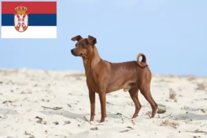 Lees meer over het artikel Dwergpinscher fokkers en pups in Servië