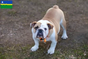 Lees meer over het artikel Engelse Bulldog fokkers en pups in Flevoland