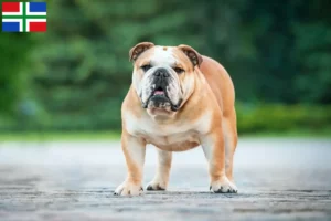 Lees meer over het artikel Engelse Bulldog fokkers en pups in Groningen