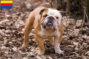 Lees meer over het artikel Engelse Bulldog fokkers en pups in Noord-Holland