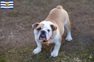 Lees meer over het artikel Engelse Bulldog fokkers en pups in Zeeland