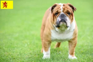 Lees meer over het artikel Engelse Bulldog fokkers en pups in Zuid-Holland