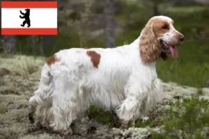 Lees meer over het artikel Engelse Cocker Spaniel fokker en pups in Berlijn