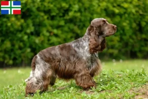 Lees meer over het artikel Engelse Cocker Spaniel fokker en pups in Groningen