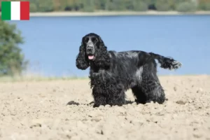 Lees meer over het artikel Engelse Cocker Spaniel fokkers en pups in Italië