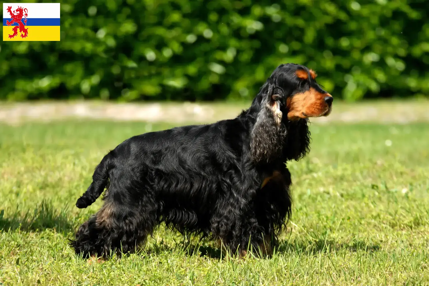 Lees meer over het artikel Engelse Cocker Spaniel fokker en pups in Limburg