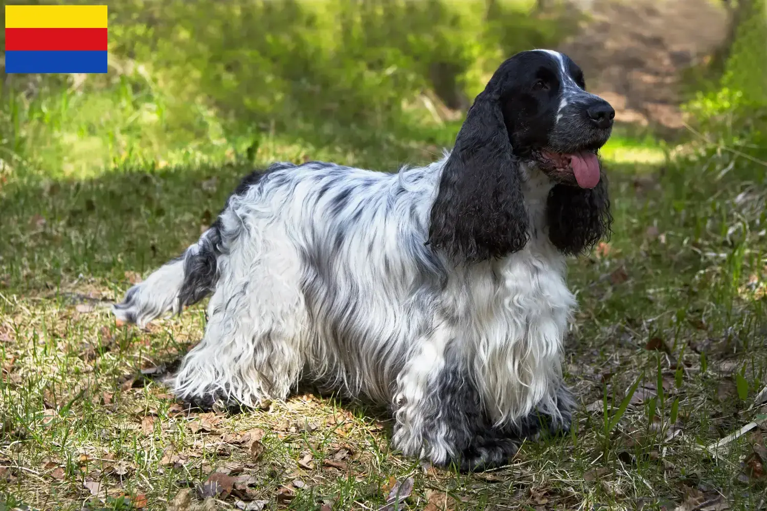 Lees meer over het artikel Engelse Cocker Spaniel fokkers en pups in Noord-Holland