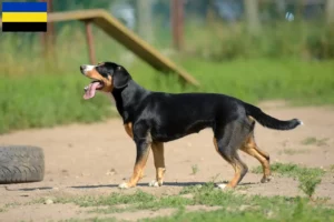 Lees meer over het artikel Entlebuch Sennenhondenfokker en Puppies in Gelderland