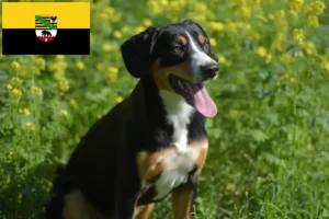 Lees meer over het artikel Entlebucher Sennenhondenfokker en Puppies in Saksen-Anhalt