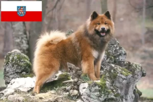 Lees meer over het artikel Eurasier fokkers en pups in Thüringen