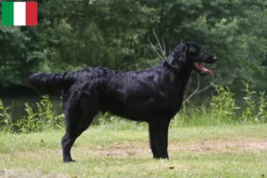 Lees meer over het artikel Flat Coated Retriever fokkers en pups in Italië