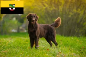 Lees meer over het artikel Flat Coated Retriever fokkers en pups in Saksen-Anhalt