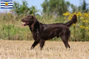 Lees meer over het artikel Flat Coated Retriever fokkers en pups in Zeeland