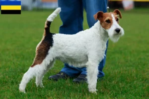 Lees meer over het artikel Fox Terrier fokkers en pups in Gelderland