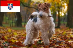 Lees meer over het artikel Fox Terrier fokkers en pups in Hessen