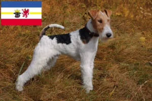 Lees meer over het artikel Fox Terrier fokkers en pups in Mecklenburg-Vorpommern