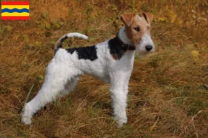 Lees meer over het artikel Fox Terrier fokkers en pups in Overijssel