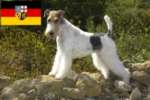 Lees meer over het artikel Fox Terrier fokkers en pups in Saarland