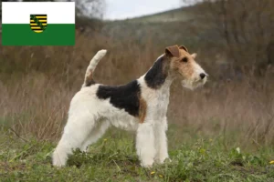 Lees meer over het artikel Fox Terrier fokkers en pups in Saksen