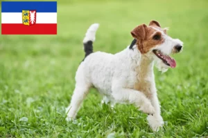 Lees meer over het artikel Fox Terrier fokkers en pups in Sleeswijk-Holstein