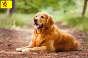 Lees meer over het artikel Golden Retriever fokkers en pups in Zuid-Holland