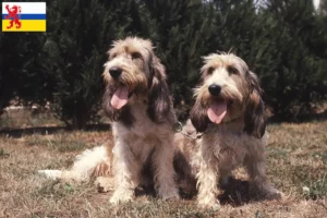 Lees meer over het artikel Grand Basset Griffon Vendéen fokkers en pups in Limburg