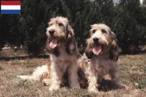 Lees meer over het artikel Grand Basset Griffon Vendéen fokkers en pups in Nederland