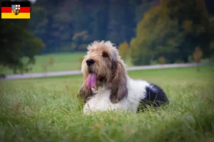 Lees meer over het artikel Grand Basset Griffon Vendéen fokkers en pups in Saarland