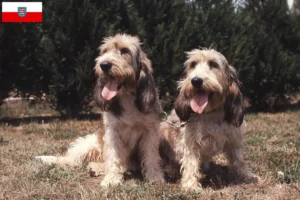 Lees meer over het artikel Grand Basset Griffon Vendéen fokkers en pups in Thüringen