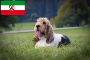 Lees meer over het artikel Grand Basset Griffon Vendéen fokkers en pups in Noordrijn-Westfalen